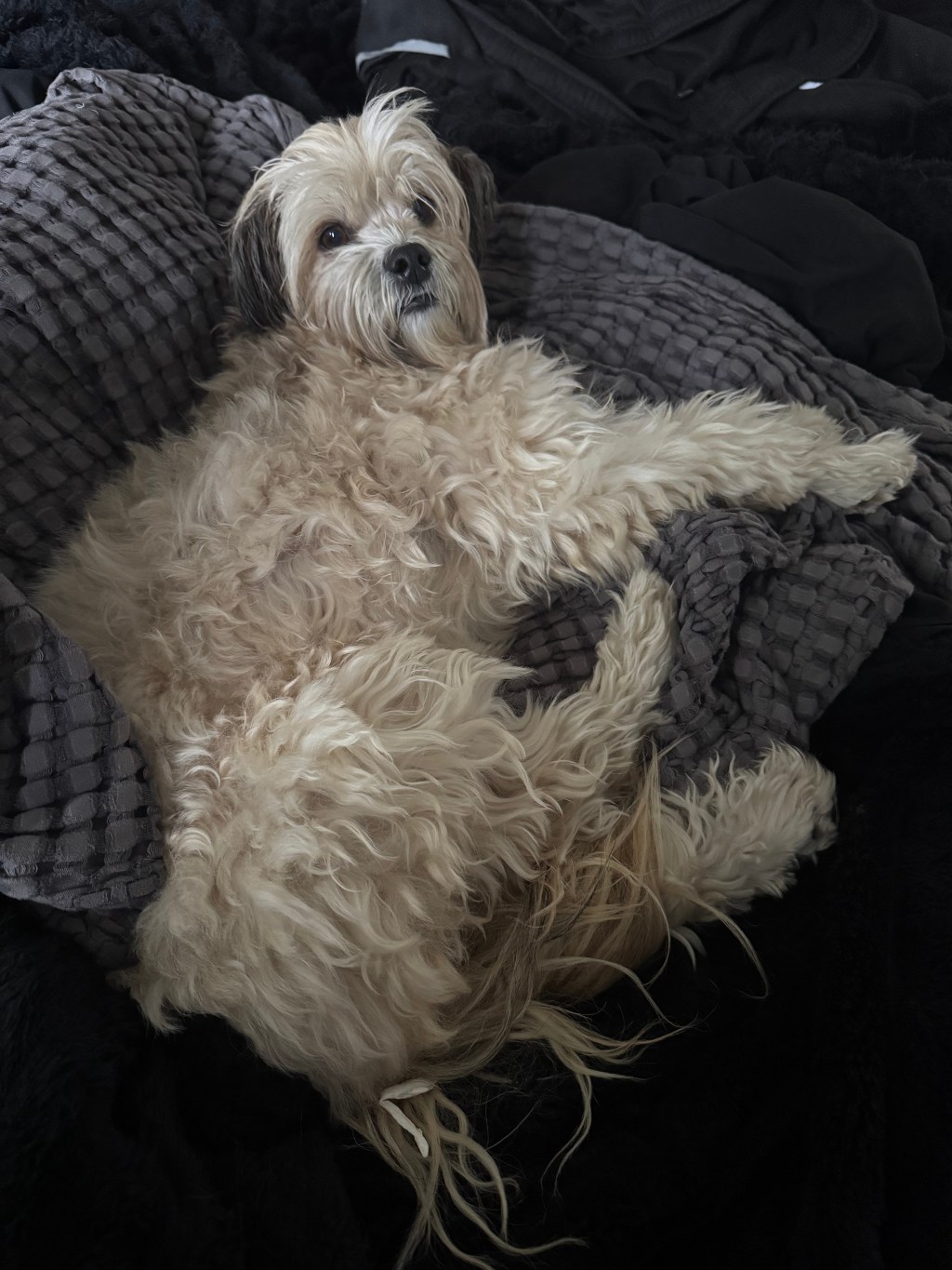 YouTube Short: ADHDers and their&nbsp;dogs